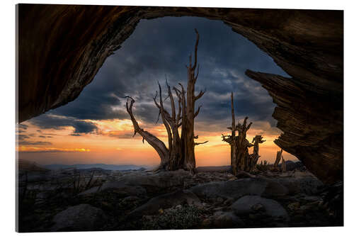 Akrylbilde Ancient trees