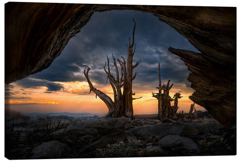 Lienzo Ancient trees