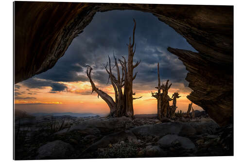 Stampa su plexi-alluminio Ancient trees