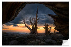 Muursticker Ancient trees
