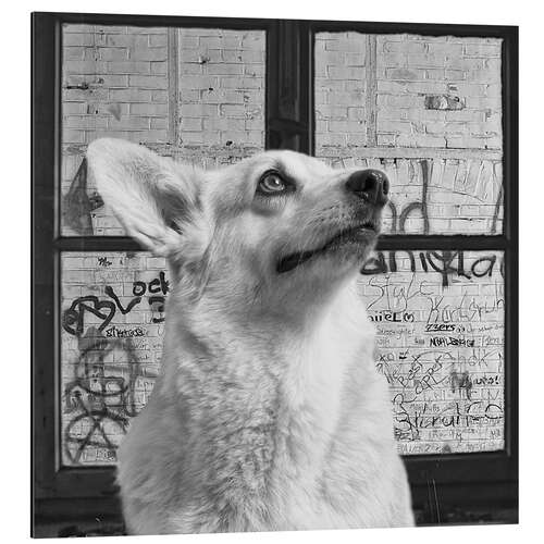 Tableau en aluminium Corgi III