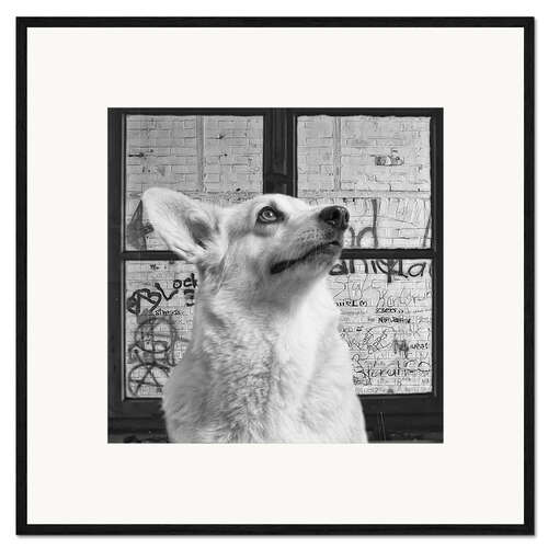 Impressão artística com moldura Corgi III