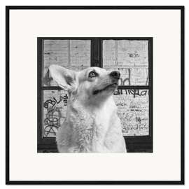Framed art print Corgi III