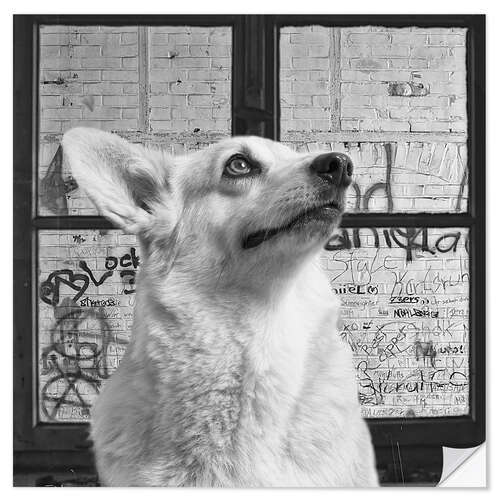 Sticker mural Corgi III