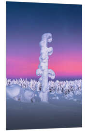 Foam board print Snow-covered tree in Lapland