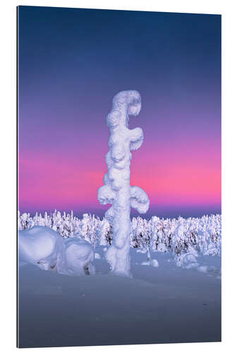 Gallery print Snow-covered tree in Lapland