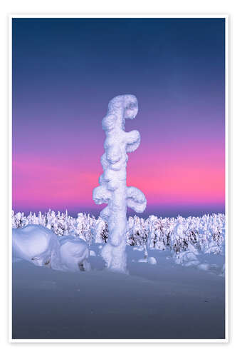 Poster Snow-covered tree in Lapland