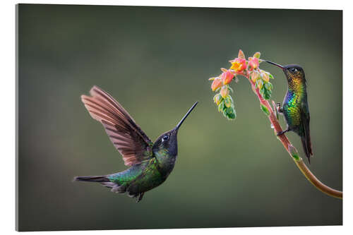 Acrylic print In search of nectar