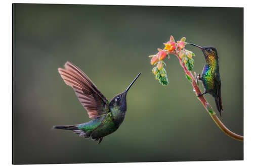 Aluminium print In search of nectar