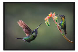 Gerahmter Kunstdruck Auf Nektarsuche