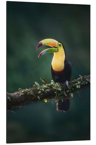 Tableau en aluminium Keel Toucan