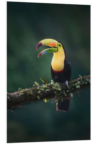 Quadro em PVC Keel Toucan