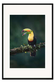Gerahmter Kunstdruck Fischertukan