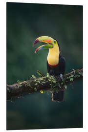 Galleriprint Keel Toucan