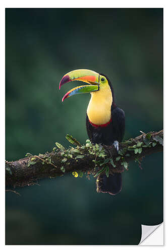 Wall sticker Keel Toucan