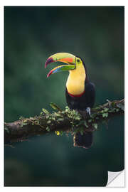 Sticker mural Keel Toucan