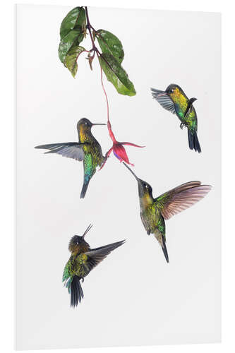 Quadro em PVC Flying hummingbirds