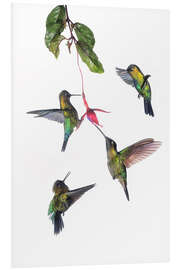 Foam board print Flying hummingbirds