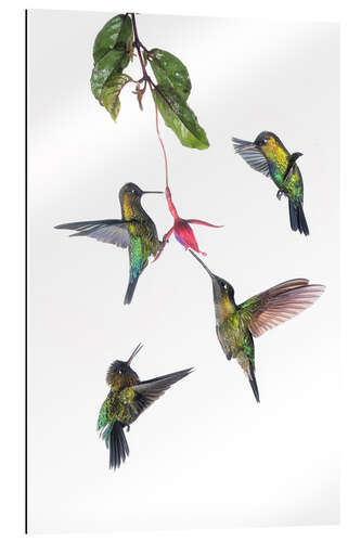 Gallery Print Fliegende Kolibris