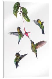 Gallery print Flying hummingbirds