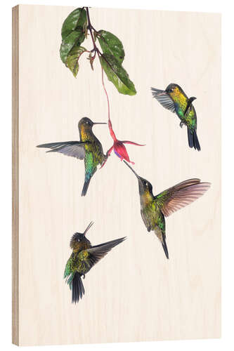 Wood print Flying hummingbirds