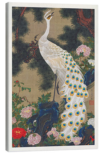 Canvas print The White Peacock and the Old Pine Tree