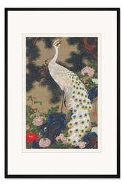 Gerahmter Kunstdruck Der weiße Pfau und die alte Kiefer