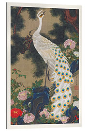 Gallery print The White Peacock and the Old Pine Tree