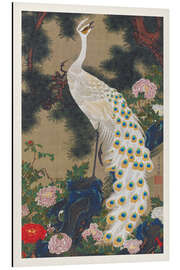 Magnettafel Der weiße Pfau und die alte Kiefer