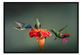 Gerahmter Kunstdruck Die Wunderblüte