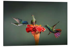 Magnettafel Die Wunderblüte