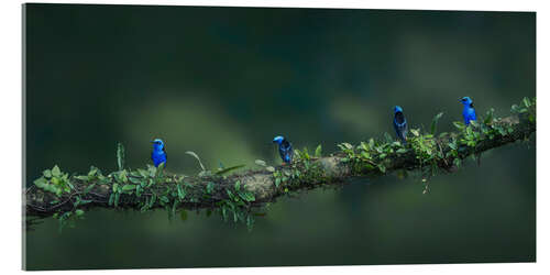 Akrylglastavla Turquoise honeybirds in the rainforest