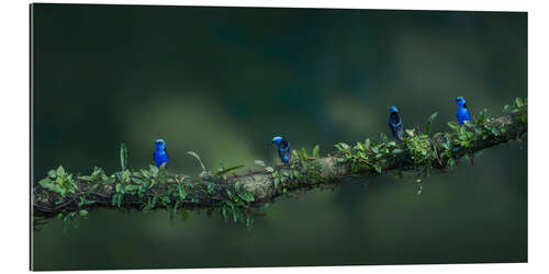 Quadro em plexi-alumínio Turquoise honeybirds in the rainforest