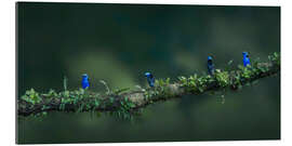 Gallery print Turquoise honeybirds in the rainforest