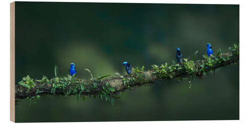 Puutaulu Turquoise honeybirds in the rainforest