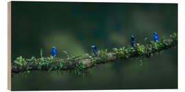 Puutaulu Turquoise honeybirds in the rainforest