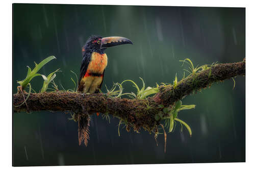 Alubild Ein Halsbandarassari im Regen