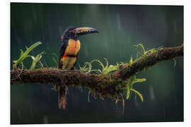 Foam board print A Collar Aracari in the rain