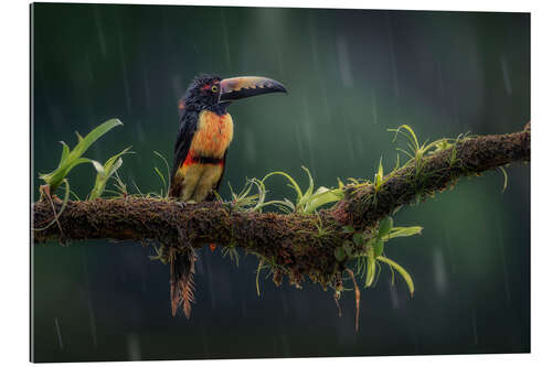 Galleriataulu A Collar Aracari in the rain