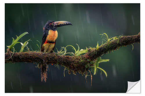 Vinilo para la pared Un aracari de collar bajo la lluvia