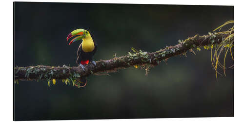 Tableau en aluminium Keel Toucan at the viewpoint