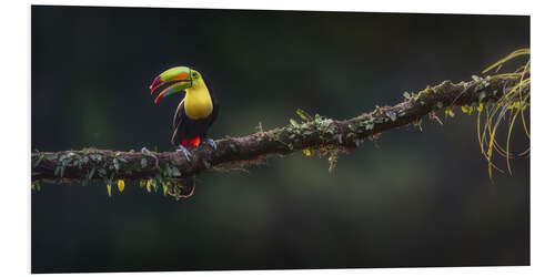 Foam board print Keel Toucan at the viewpoint