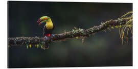 Galleritryk Keel Toucan at the viewpoint