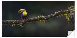 Sticker mural Keel Toucan at the viewpoint