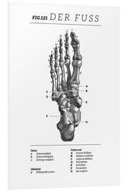 Foam board print Vintage foot chart (German)