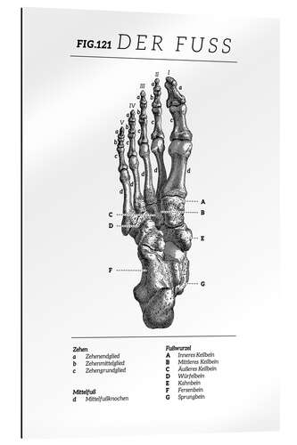 Gallery Print Der Fuß, Diagramm (Vintage)