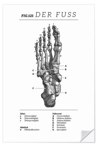 Wandsticker Der Fuß, Diagramm (Vintage)