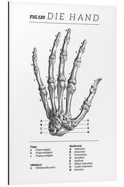 Cuadro de aluminio Vintage hand chart (German)