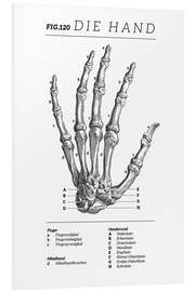 Foam board print Vintage hand chart (German)