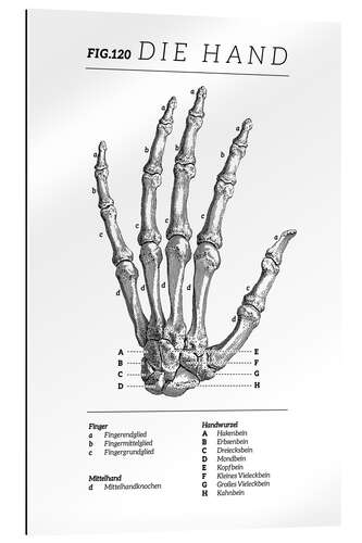 Stampa su plexi-alluminio Vintage hand chart (German)